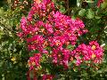 Baton Rouge Crape Myrtle / Lagerstroemia indica 